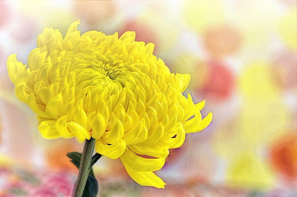chrysanthemum flower